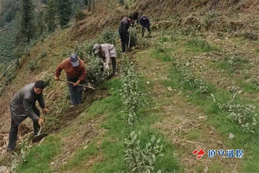 新春走基层丨达仁镇:春耕正当时 田间地头忙_茶园_镇安县_发展