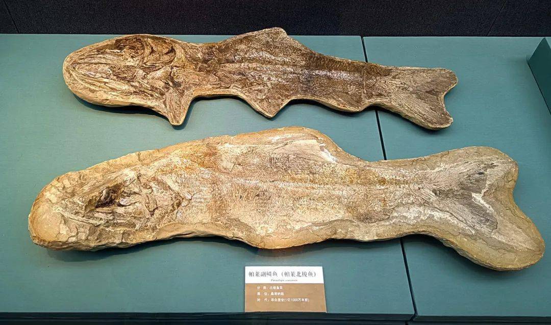 我馆史前桑塔纳——巴西白垩纪大型立体鱼化石展在黑龙江省博物馆