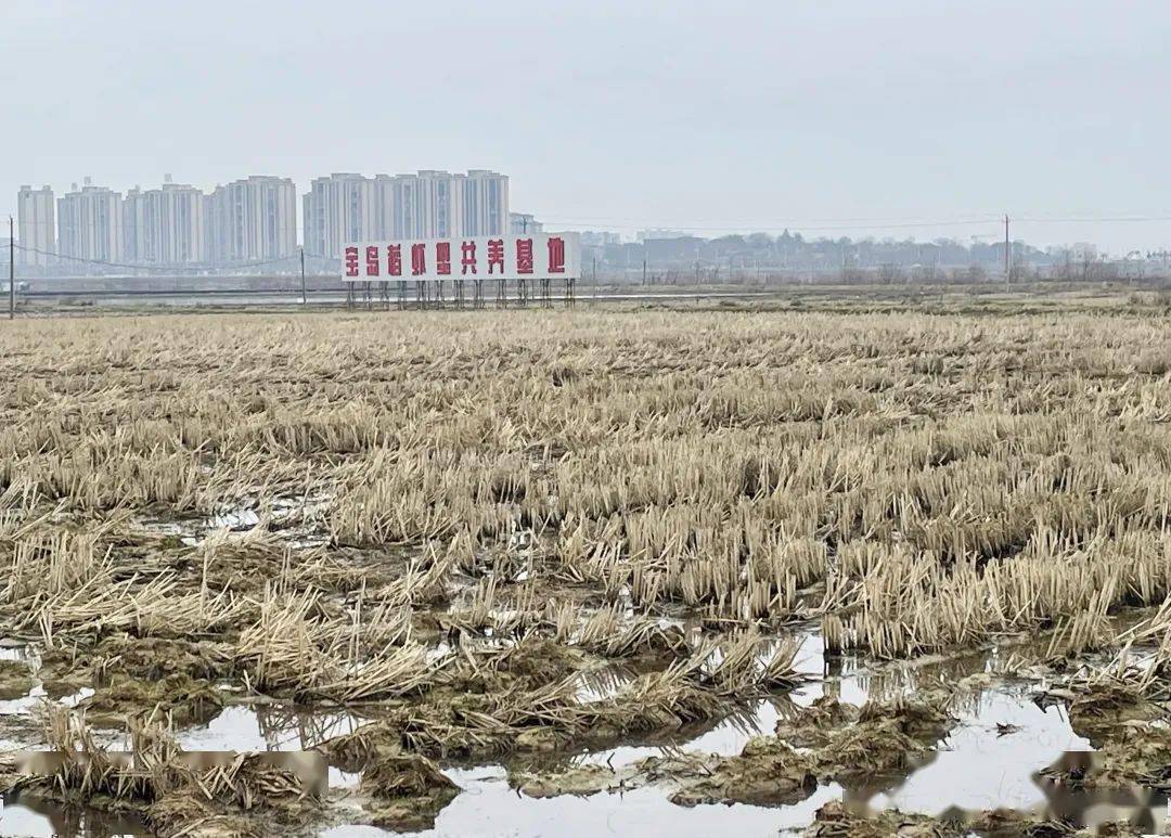 近日,鄱阳宝岛特种水产青山湖养殖基地一片繁忙,抢抓晴好天气投放蟹苗
