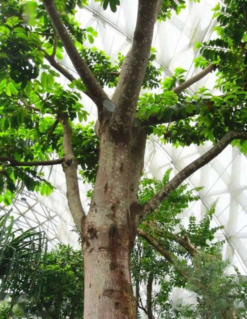 世界_被誉为_树干