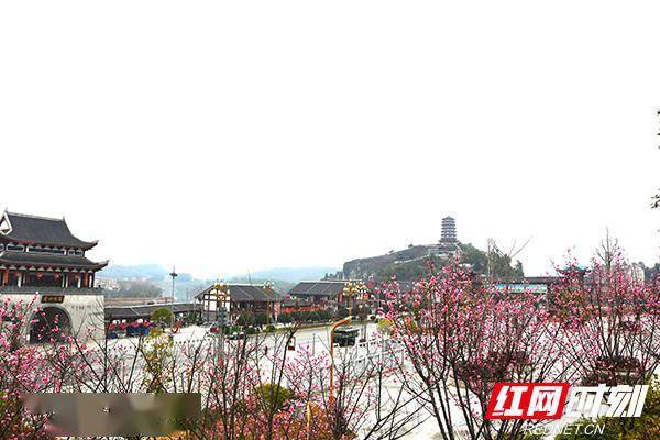 新邵油菜花开春意浓梅好风景入画来