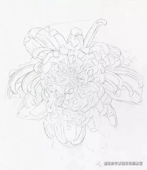 花瓣_颜色_菊花