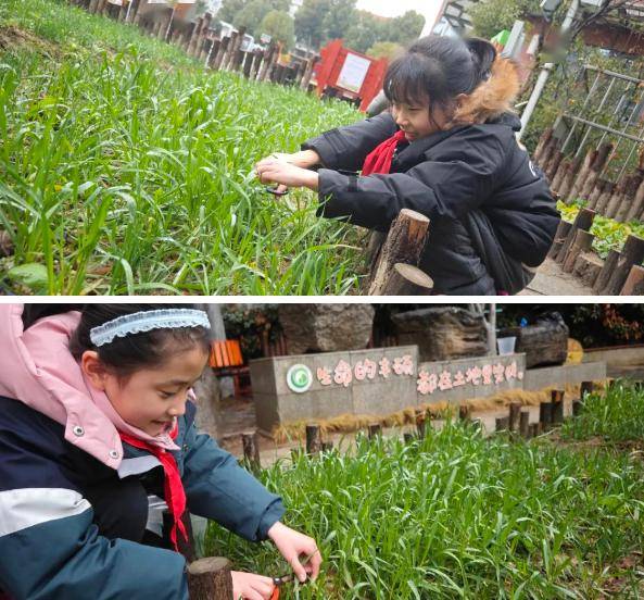 制作柠檬麦苗汁队员陶瓃昆制作大豆麦苗汁我们吃麦苗啦时光不负耕耘