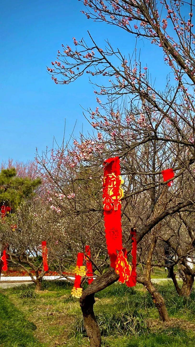 大余梅花大观园要门票图片