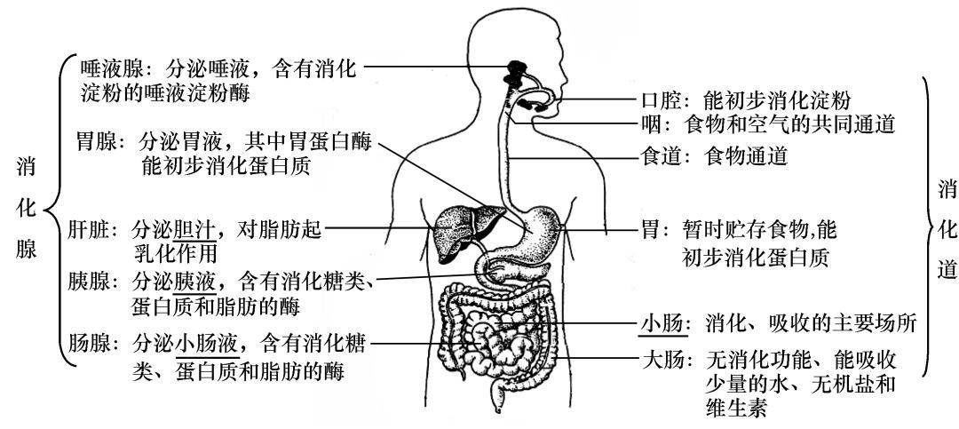 图解初中生物知识