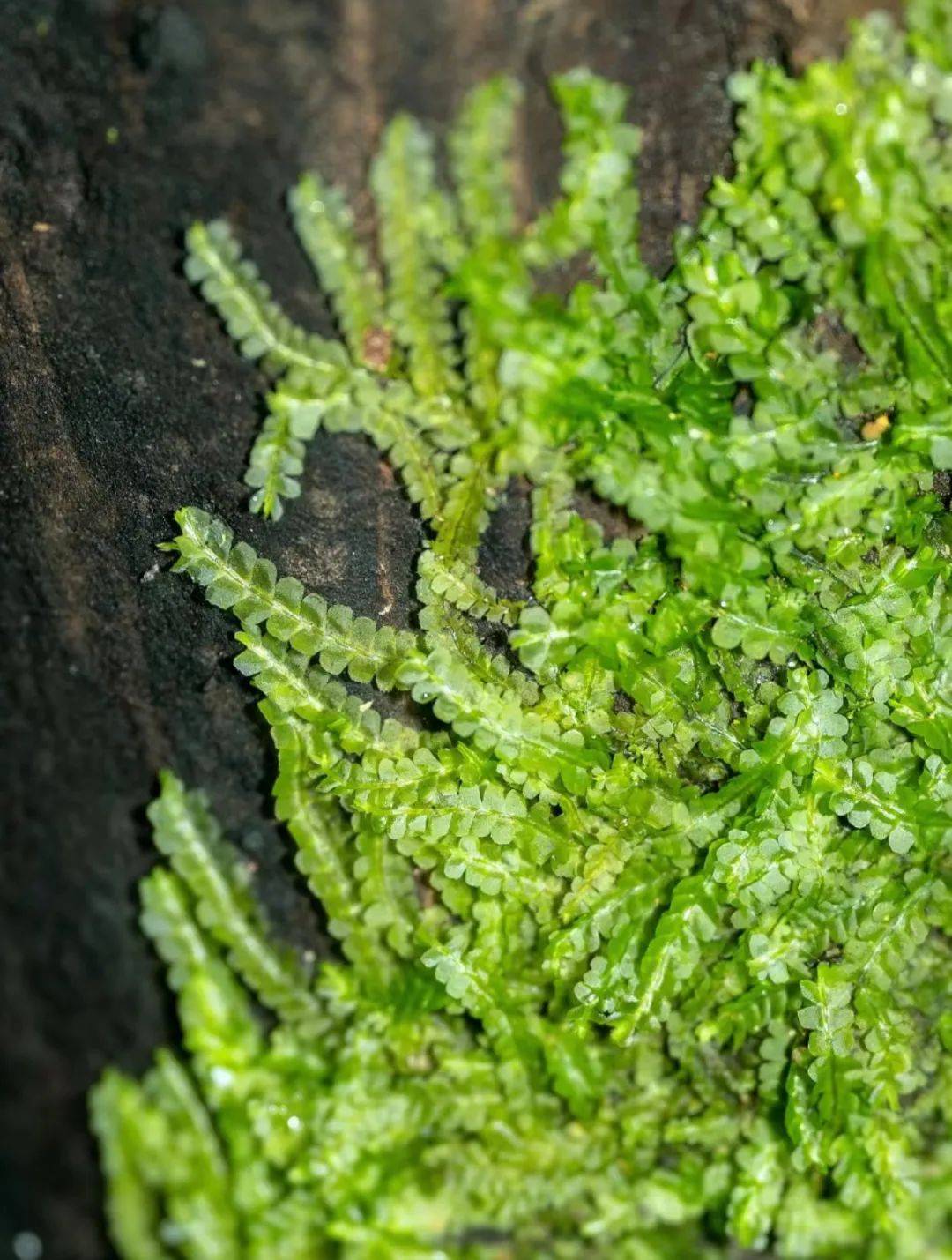 【自然课堂第149期招募】—— 小人国探"藓"记_活动_苔藓_孩子