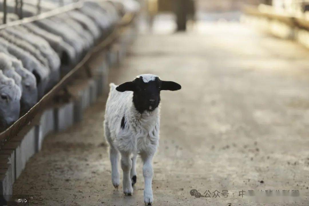 规模化羊场的管理方法,懂得管理养羊才能赚钱_进行_母羊_养殖区