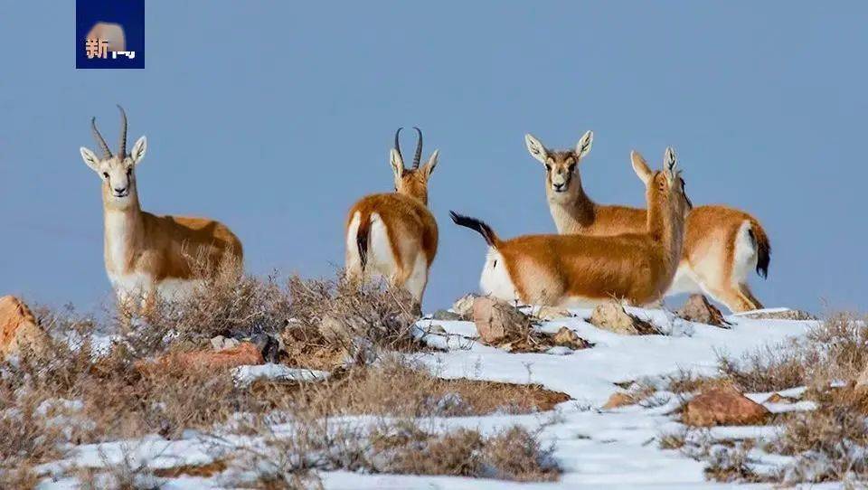 中央媒体看甘肃雪中精灵结队而行国家二级保护动物鹅喉羚现身山丹
