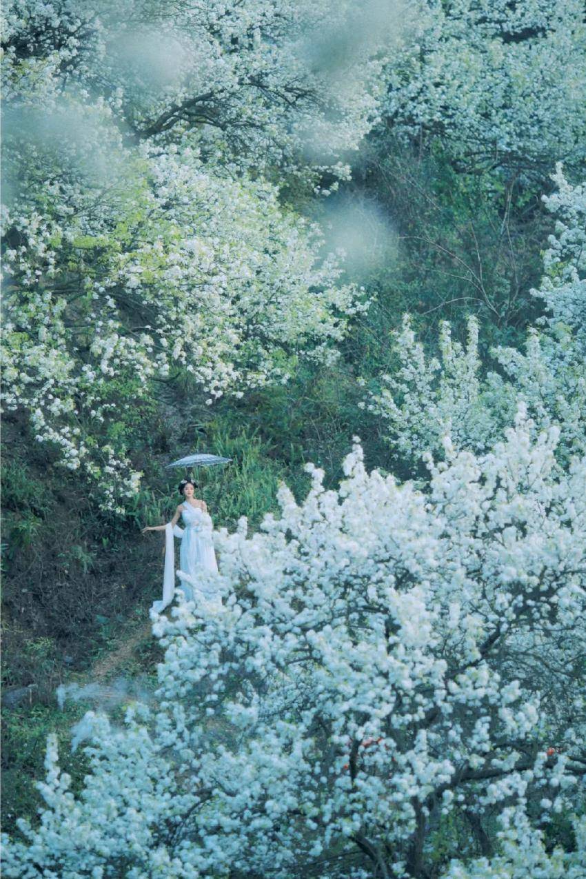 风过留痕,梨花带雨落满梨园,烂漫又唯美,诉说着广西的春