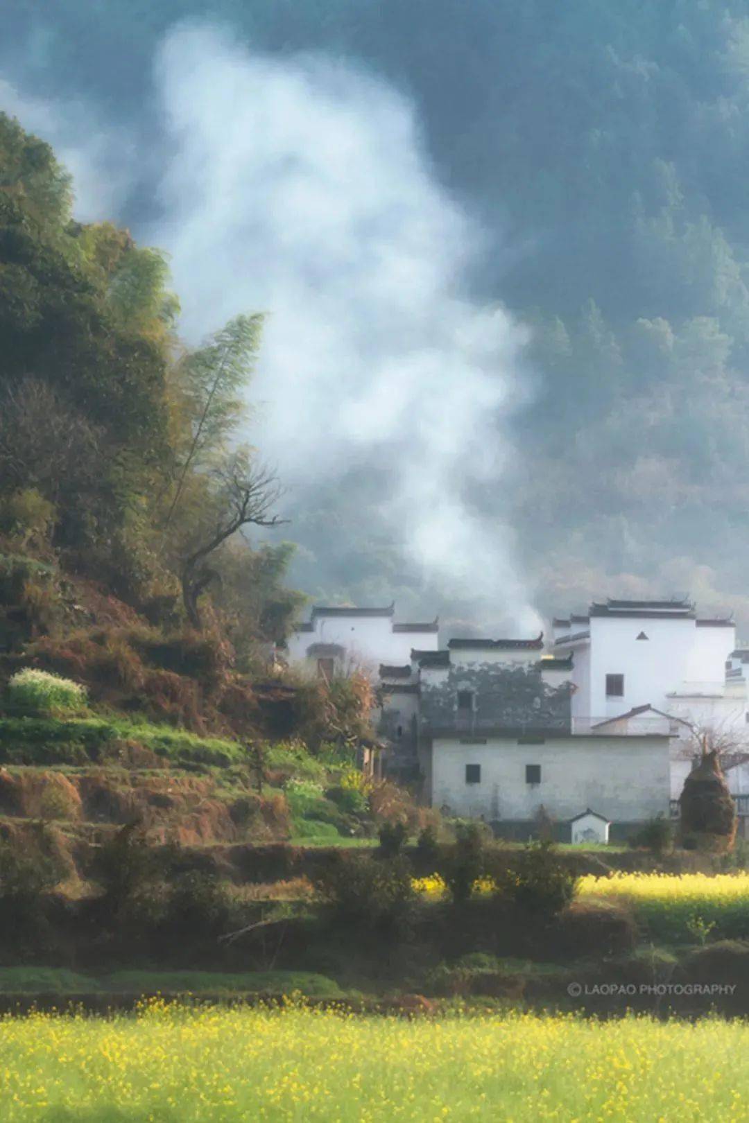 全中国的花都在等你这份春季限定的出行指南必须人手一份