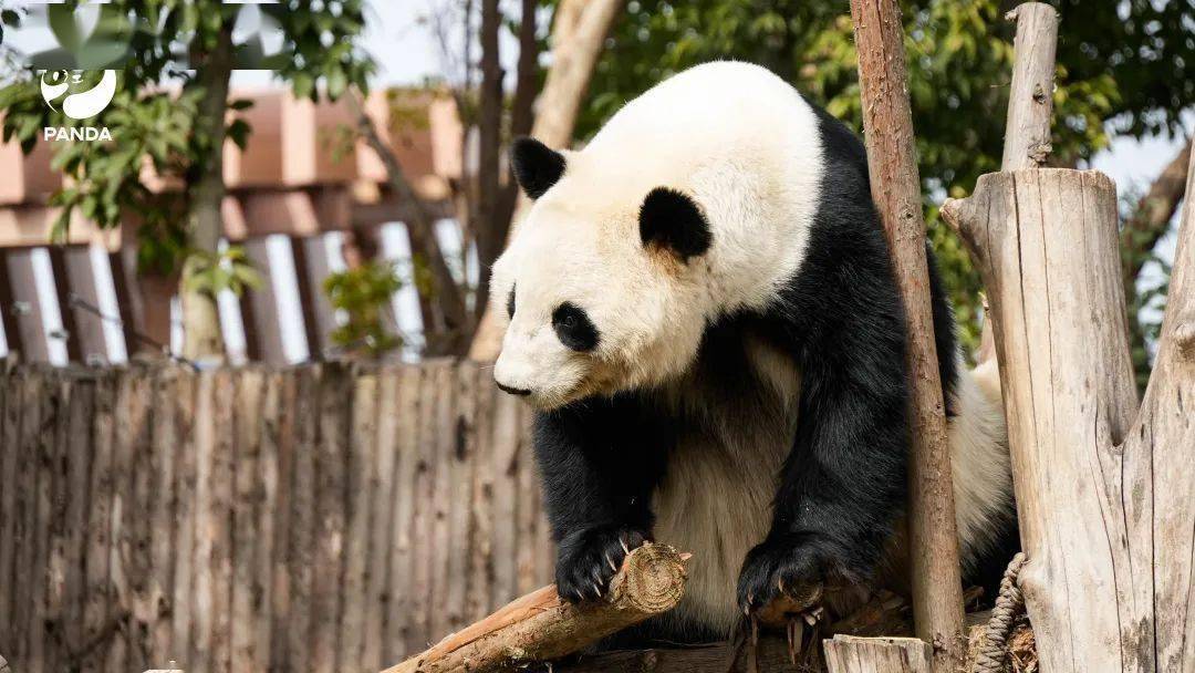 电脑壁纸已送达大熊猫含量100