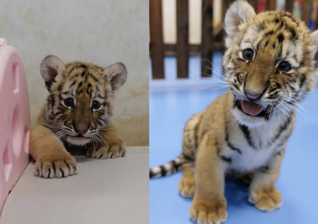 叫"肉圆组合"的孟加拉虎兄妹粉丝们调侃她"是真正的百兽之王"更是不计