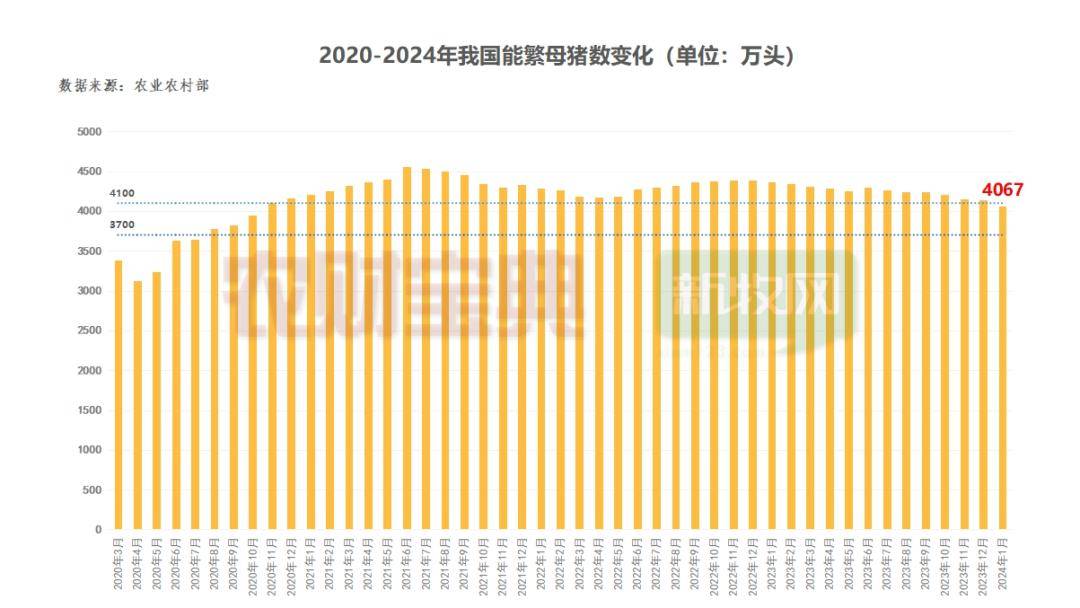 2021母猪存栏量走势图图片