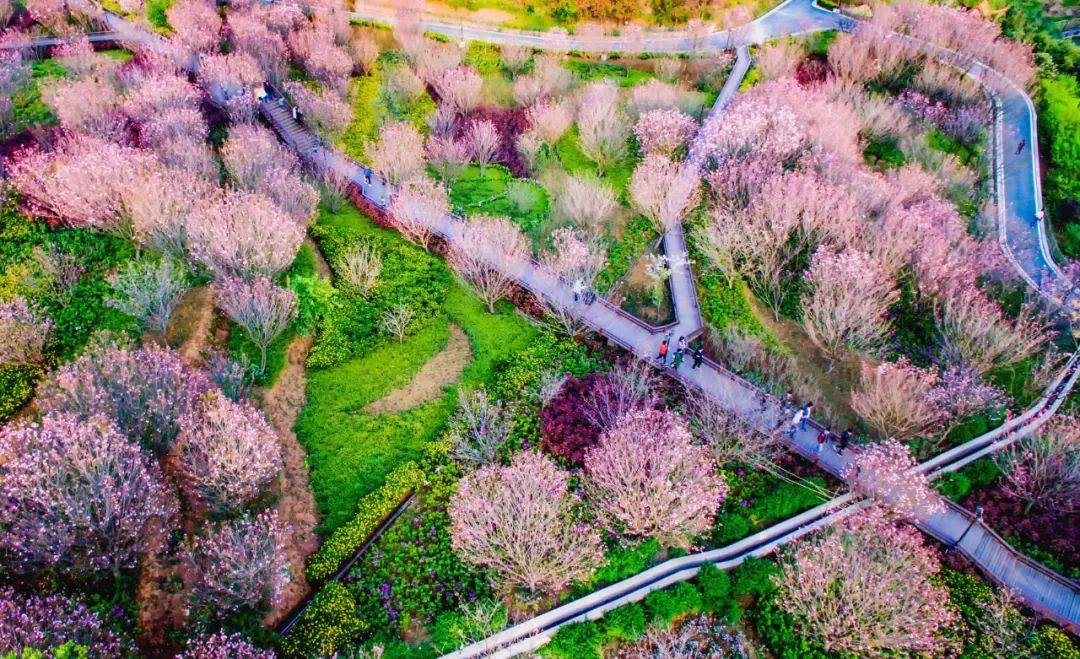 番禺油菜花景点图片