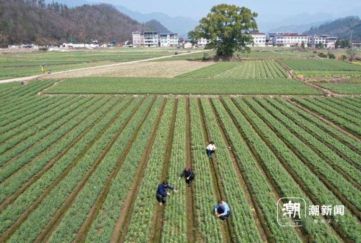 仙居埠头镇浙贝母摘花促产正当时