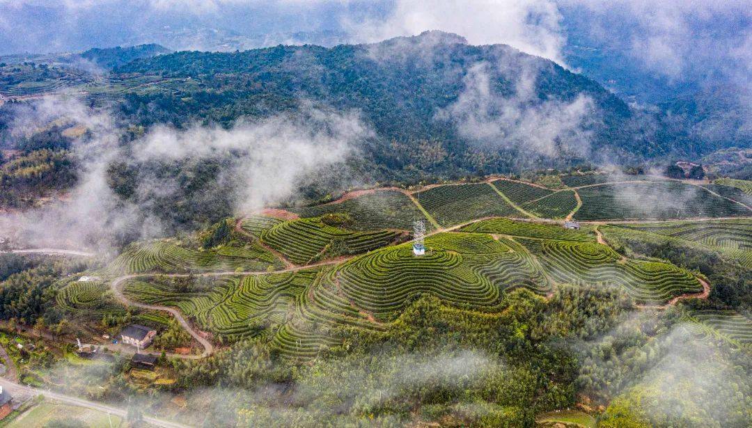 点亮乡村丨温州早茶——泰顺三杯香茶_茶叶_中国_热水