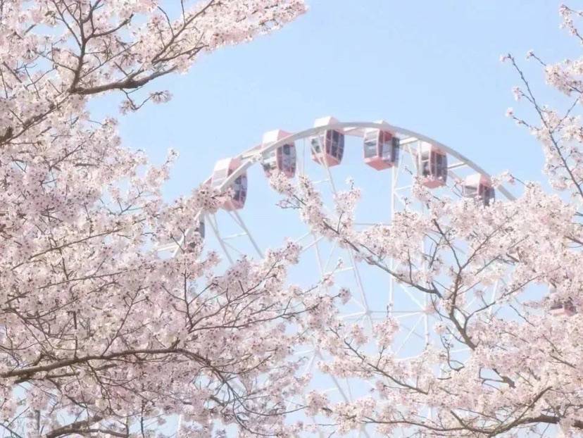 樱邮联动体验邮轮城市之魅上海宝山邀你共赴2024樱花之约
