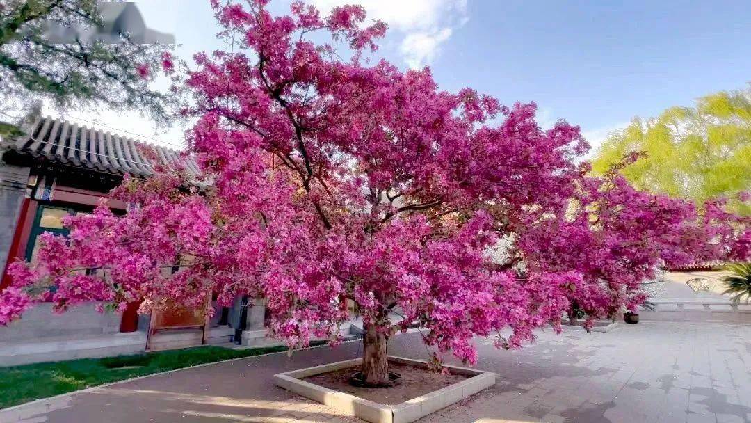 景山公园赏花时间:3月中旬至4月中旬赏花品种:迎春,山桃,玉兰,连翘