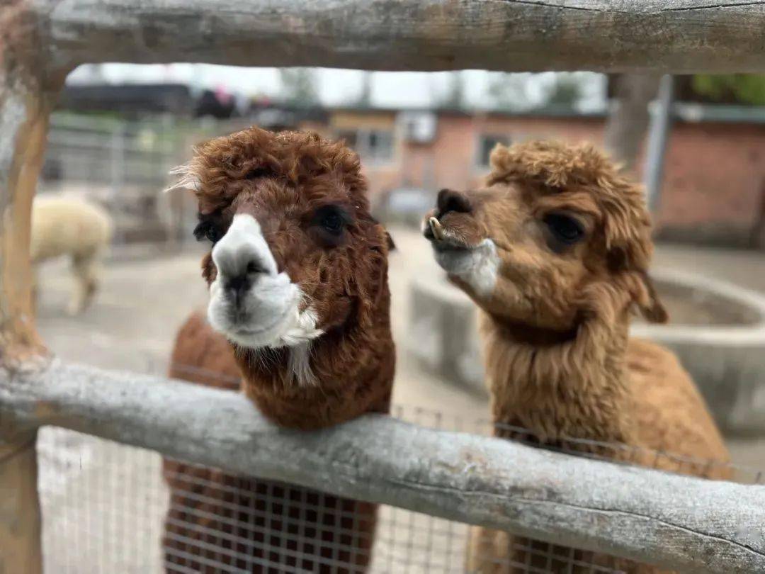 太火爆了年卡已开抢台州湾野生动物园限时特惠成人年卡仅售￥168元