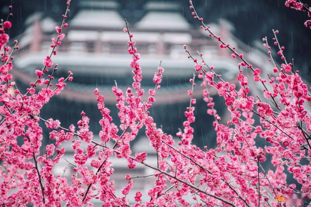 你是我最美的风景梅朵图片