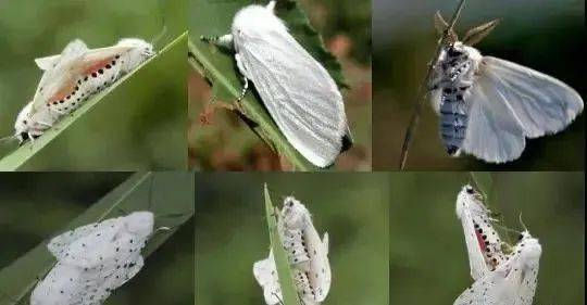 通告莱芜钢城已被列为疫区