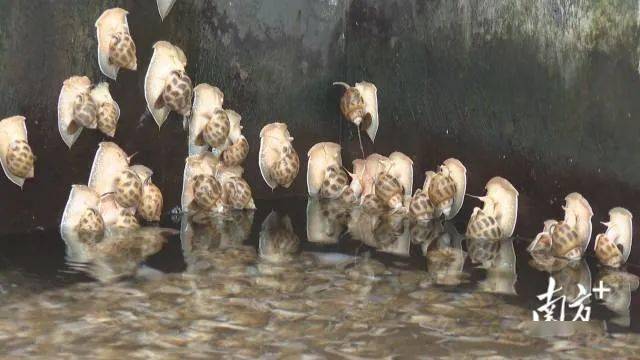 南风螺成阳江阳西县水产养殖新贵