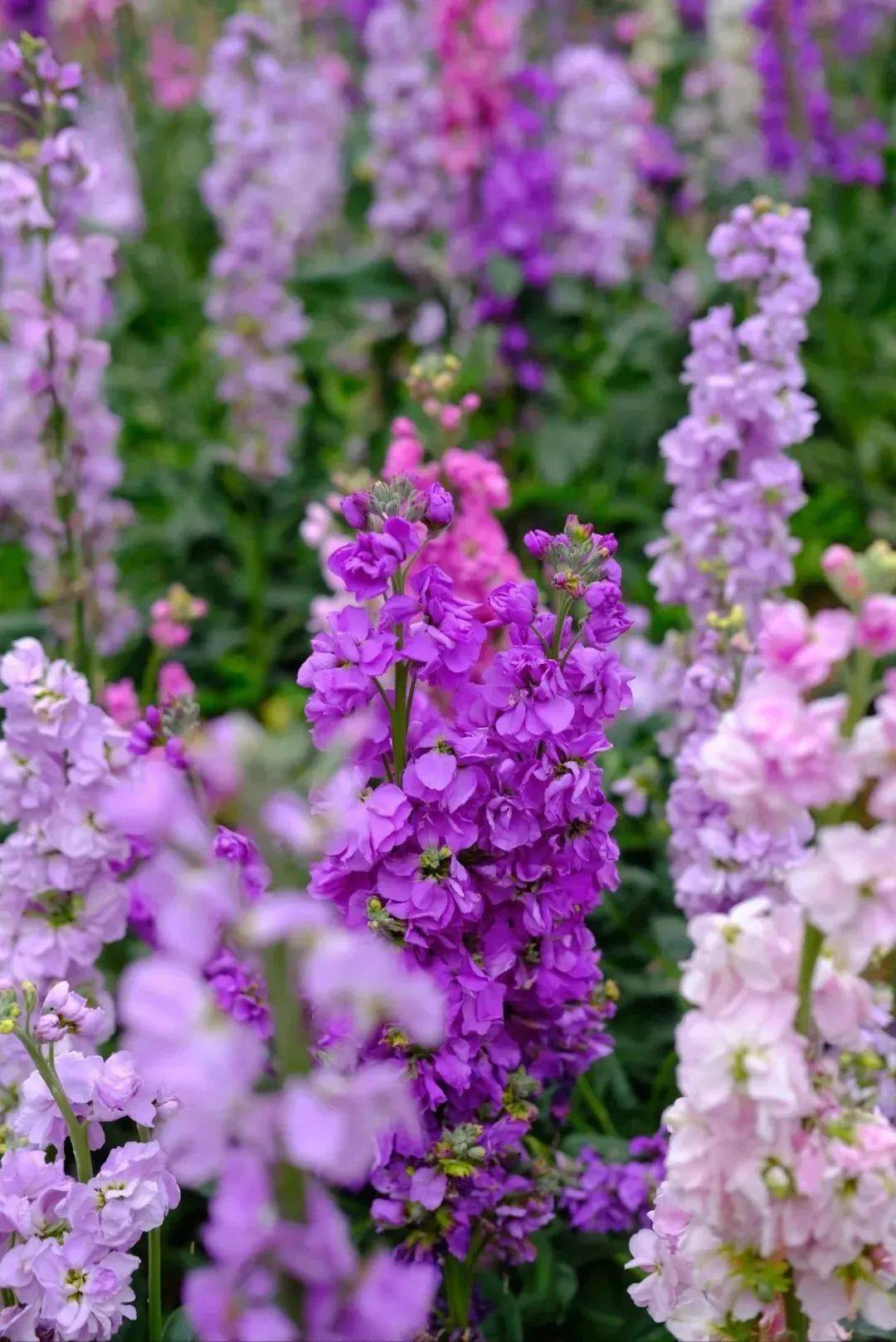 首发厦门100000地图实景