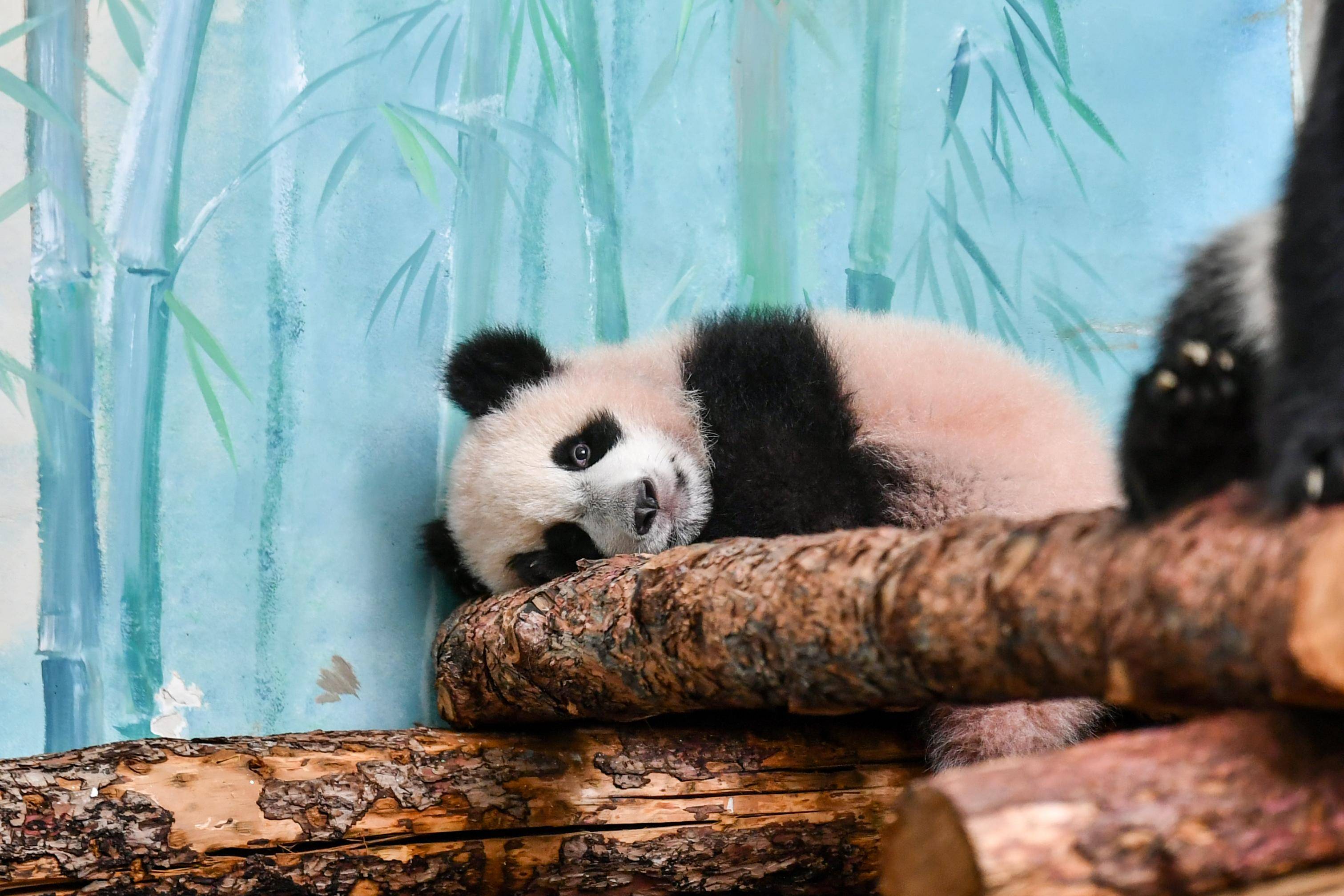 俄罗斯莫斯科大熊猫喀秋莎首次公开亮相