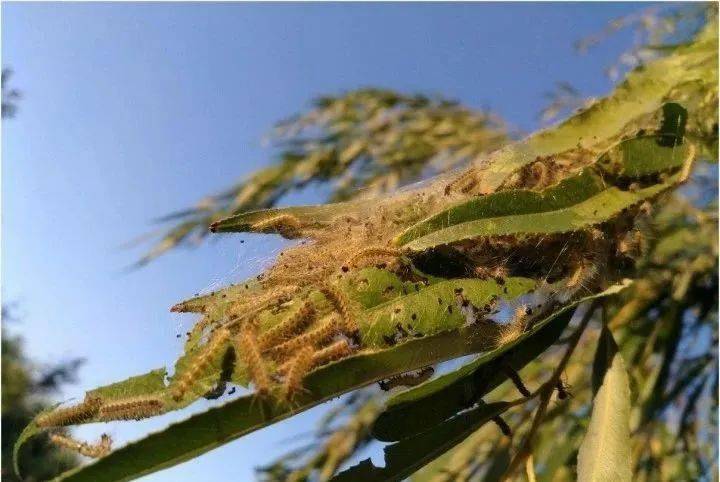 通告莱芜钢城已被列为疫区