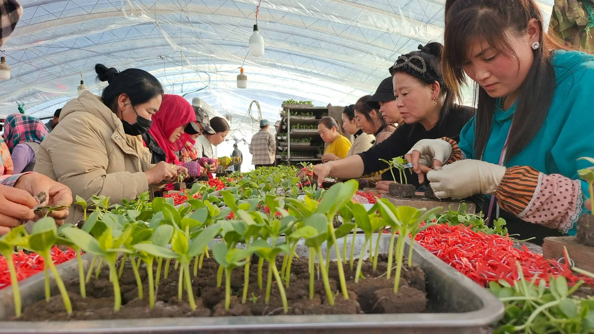 吉林德惠特色种植业奏响乡村振兴曲
