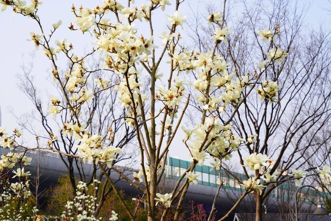 探索去哪里赏怎么赏关于市花白玉兰看这一篇就够了