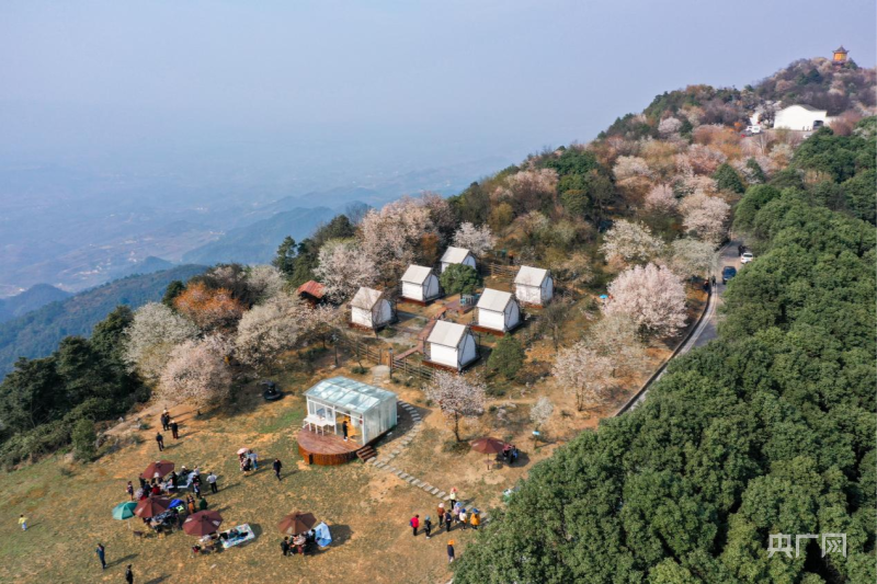 要赏花到渝北 四条旅游路线打造春季"市内游"攻略_活动_樱花_统景镇