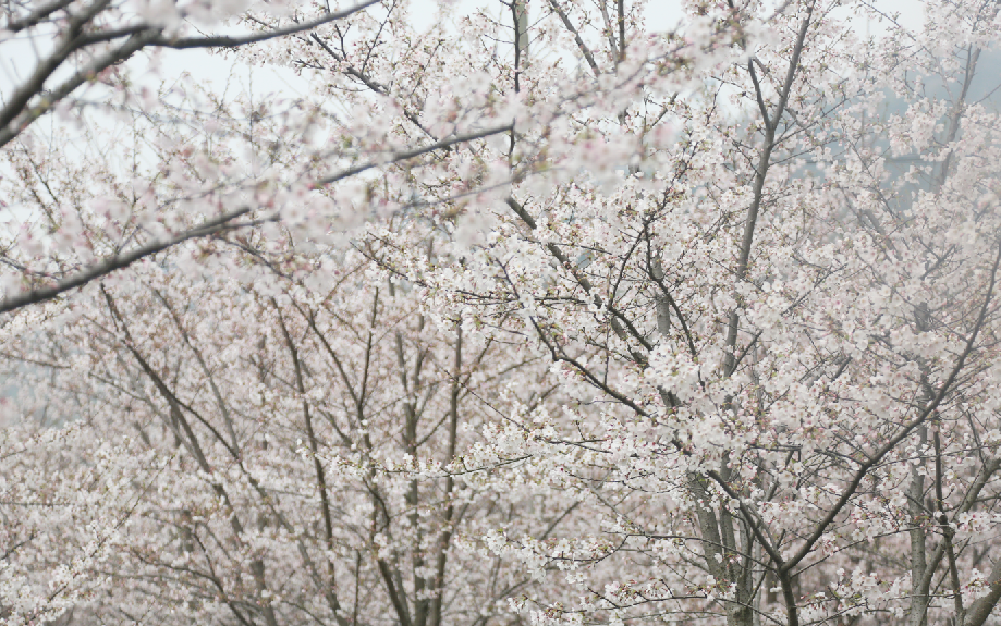 "香"约女神节 赴一场花事_樱花_公园_湿地