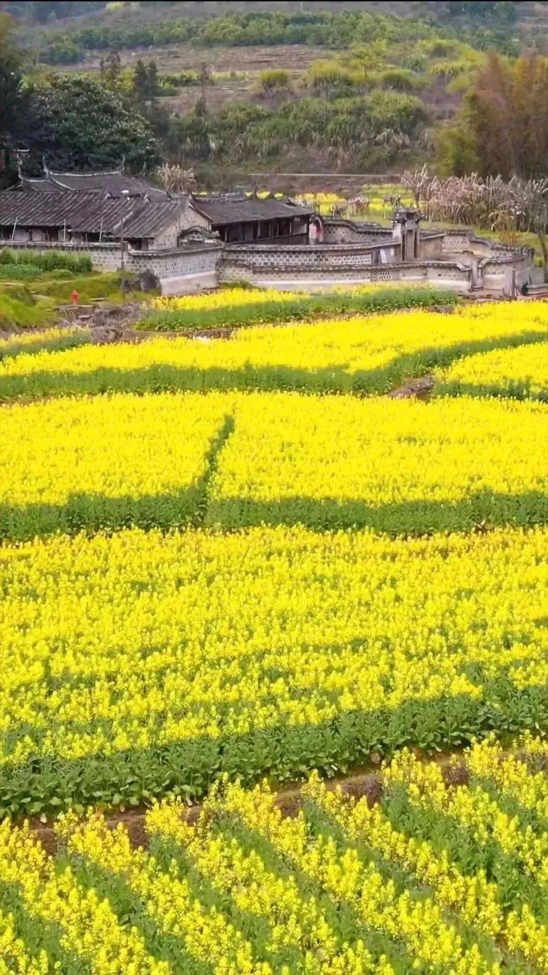 旅游走来去永安这些地方赏花去