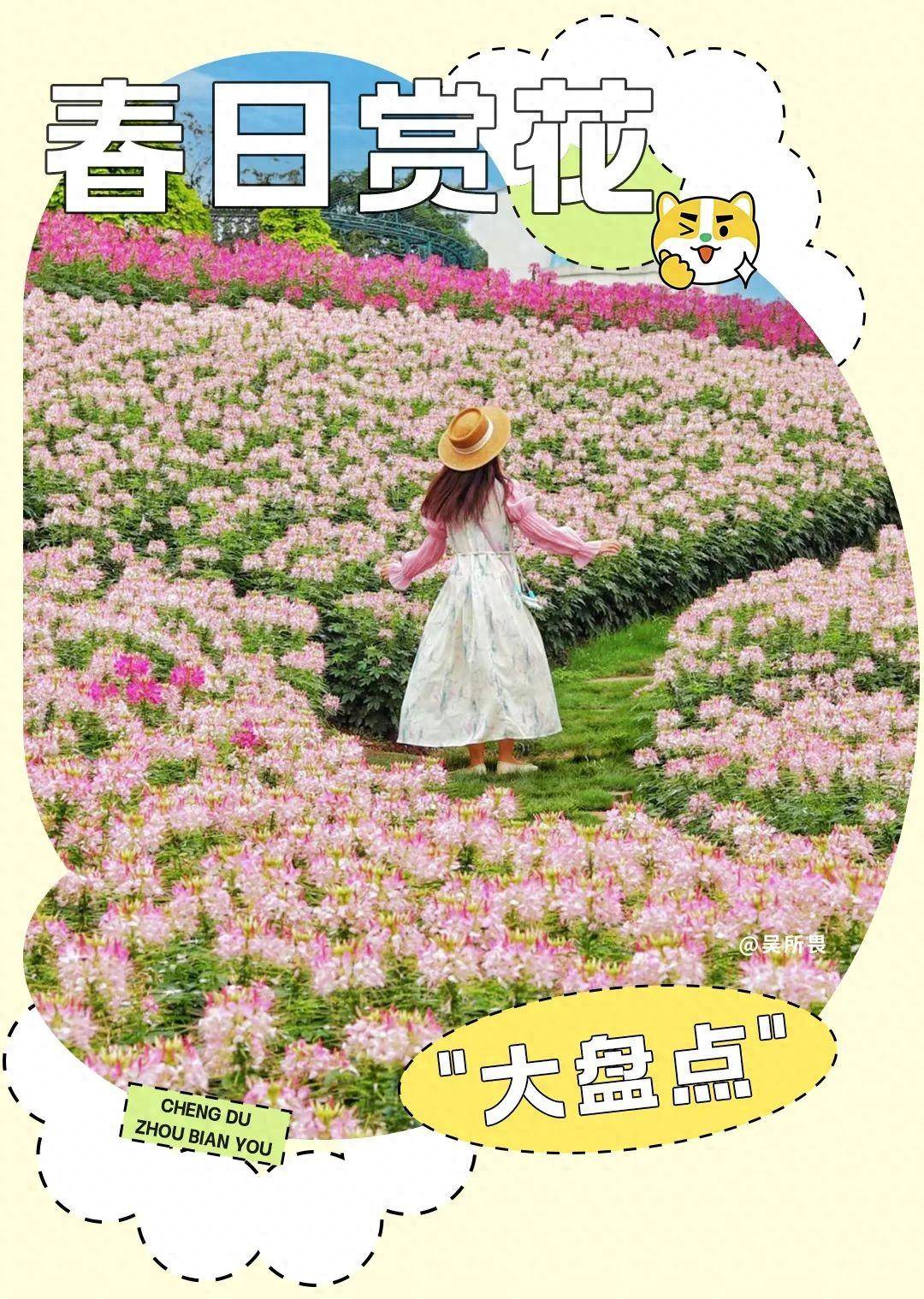 油菜花_门票_交通