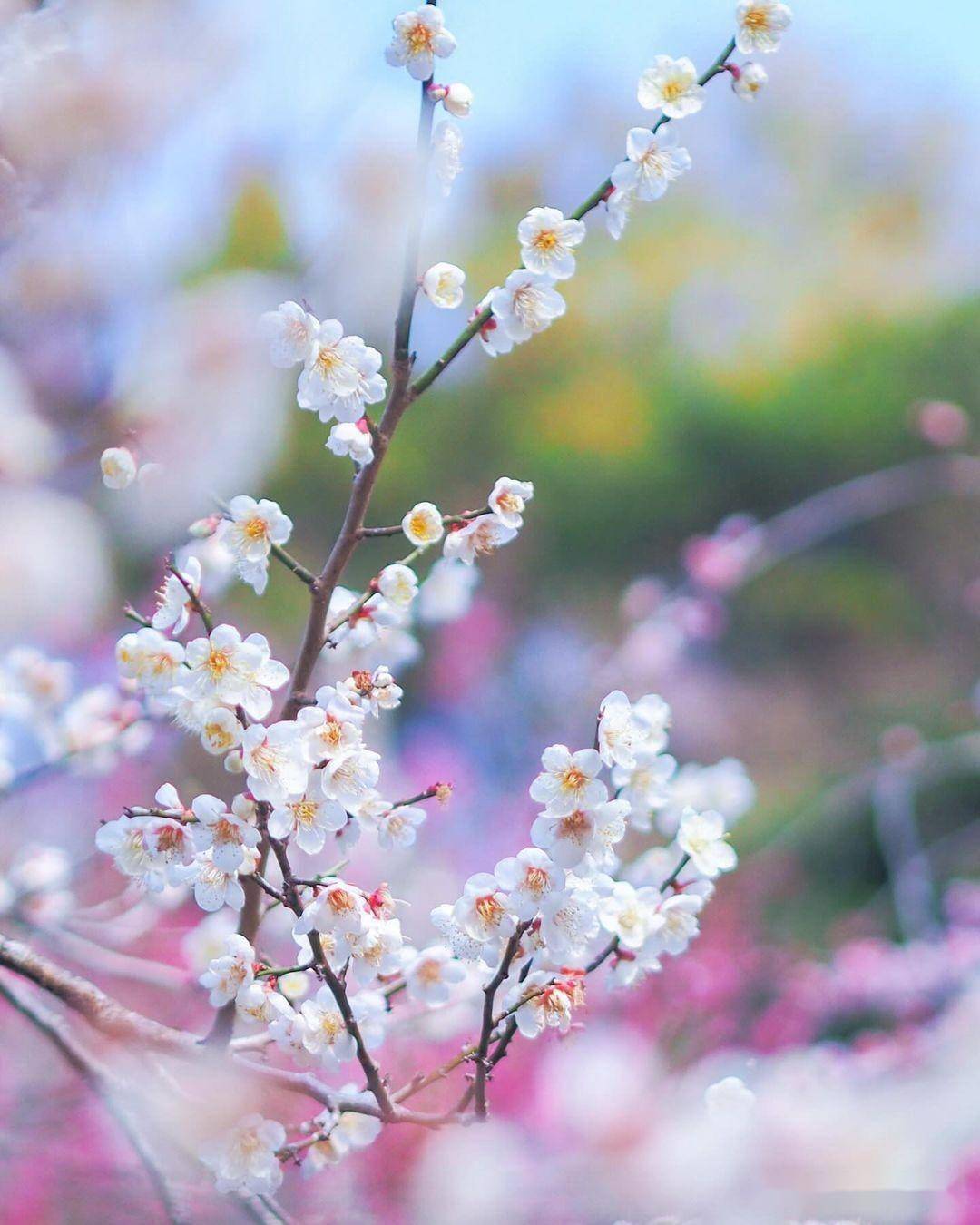 春季花朵摄影技巧8个,拍美花朵很容易_背景_画面_照片