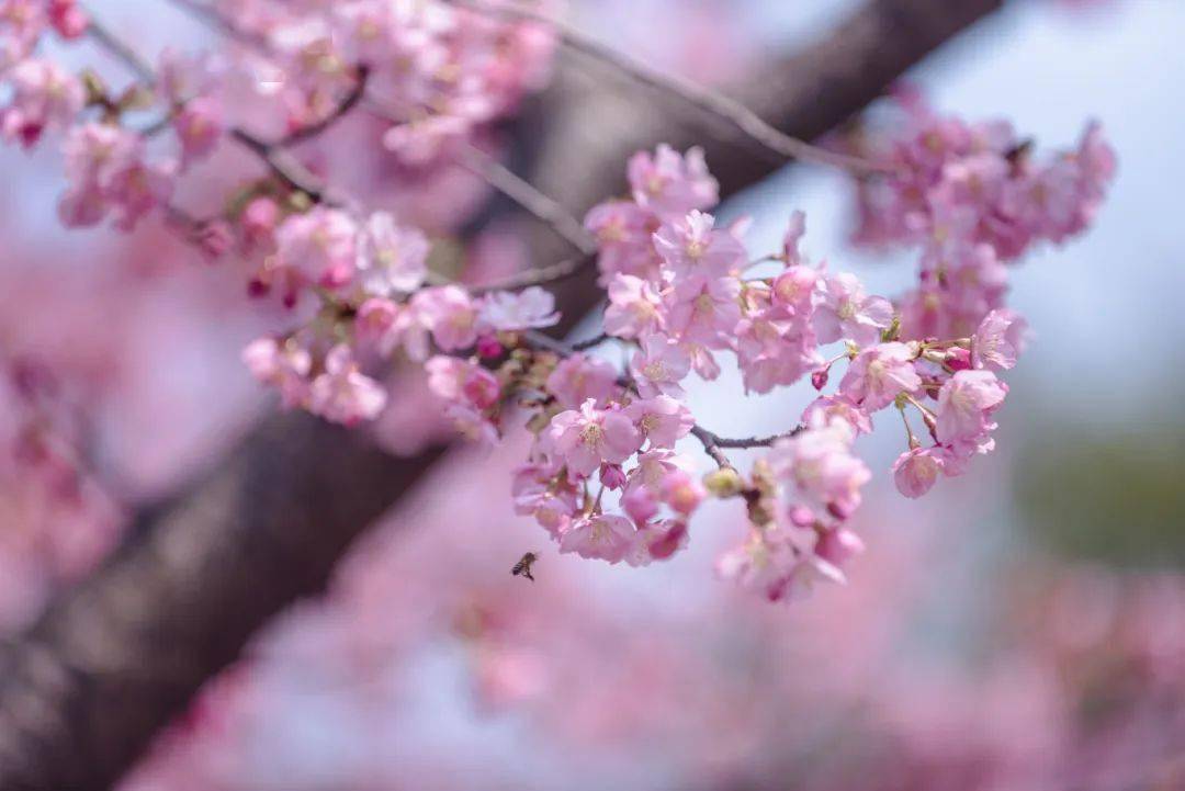 打卡攻略来啦_樱花_地址_公园