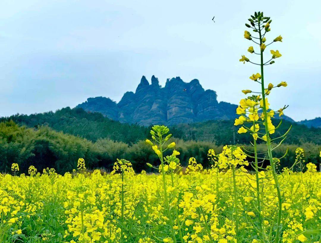 韶关油菜花海观赏时间图片