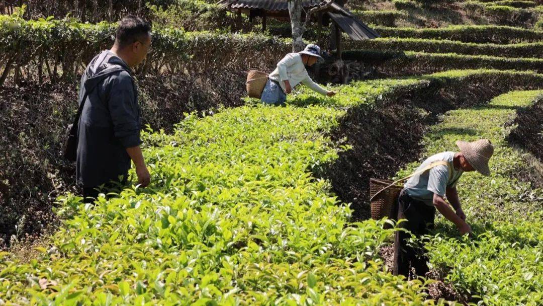 古树春茶采摘新叶图片图片