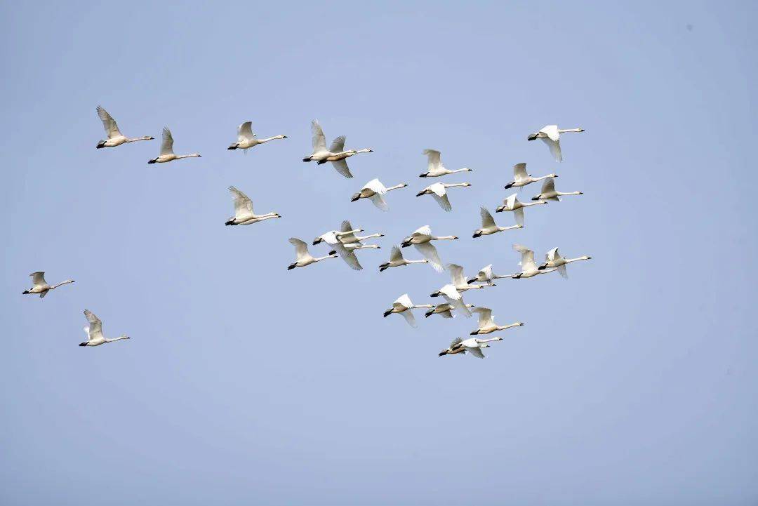 中国的主要有3条全球有9条候鸟迁徙路线目前又拉开帷幕一年一度的候鸟