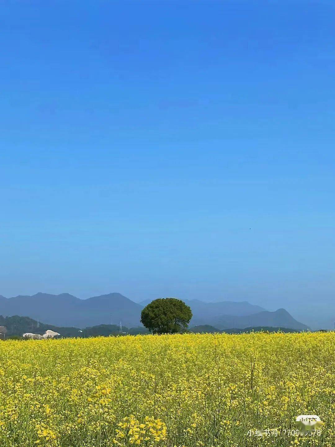 图源/爱旅游的黄帽子而在黄饶半岛,沿着新安江绿道,每当油菜花盛开的