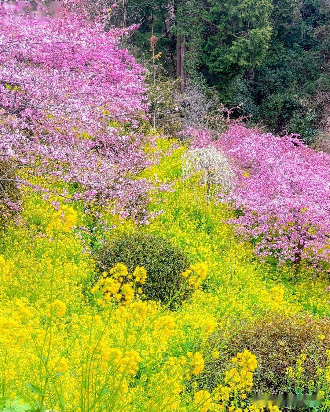 春季花朵摄影技巧8个,拍美花朵很容易_背景_画面_照片