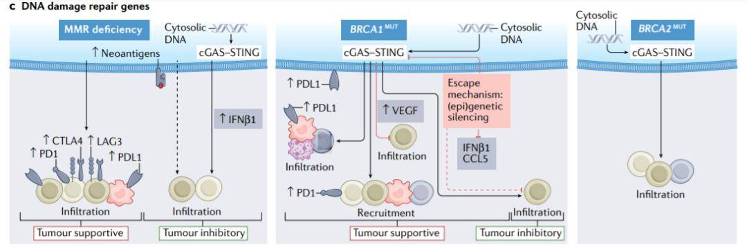 驱动癌症细胞免疫调节