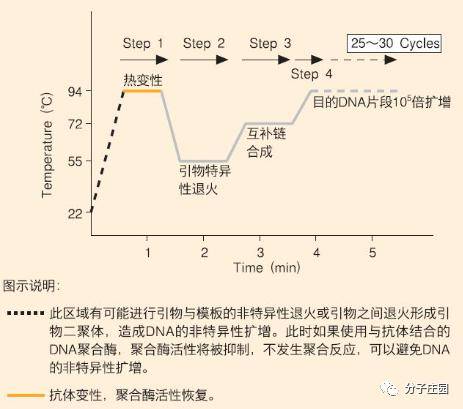 基因扩增图片