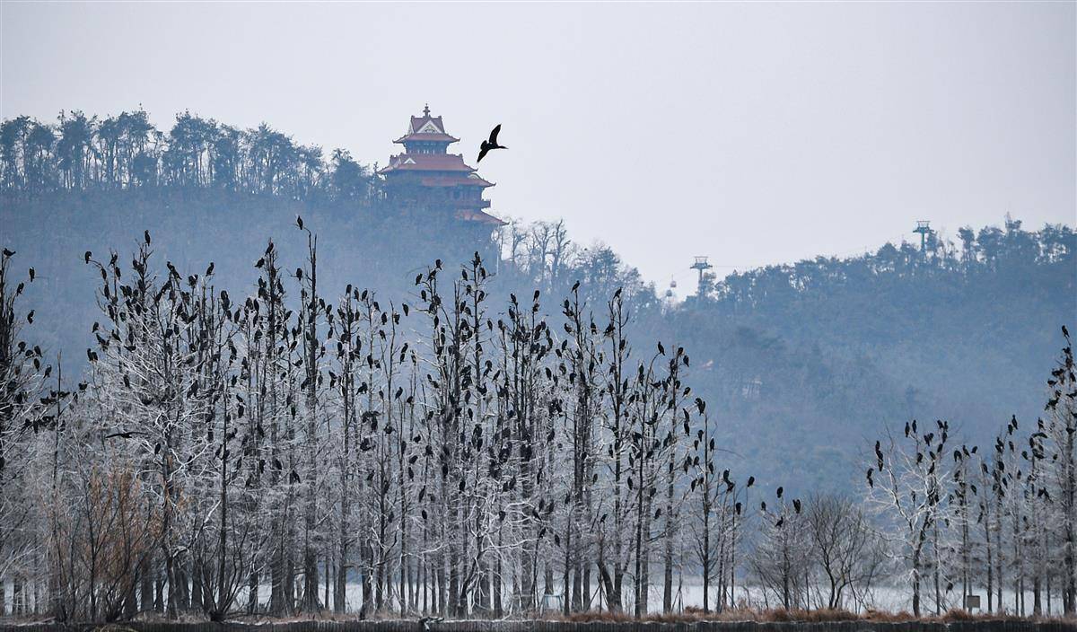 武汉东湖落雁景区有座被鸟粪染白的雾凇鸟岛