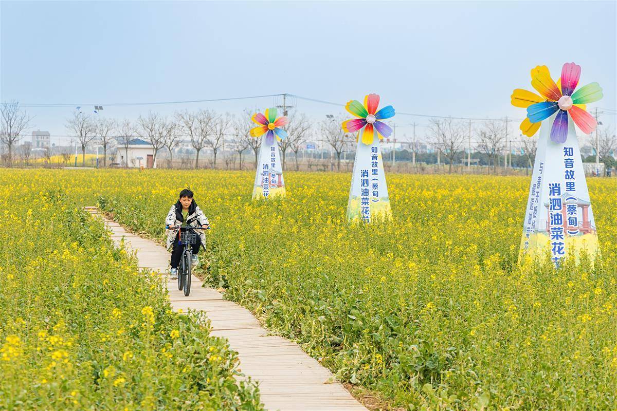 蔡甸区消泗乡油菜花图片