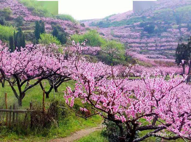 黃岡花開成海只等你來賞花地圖上線