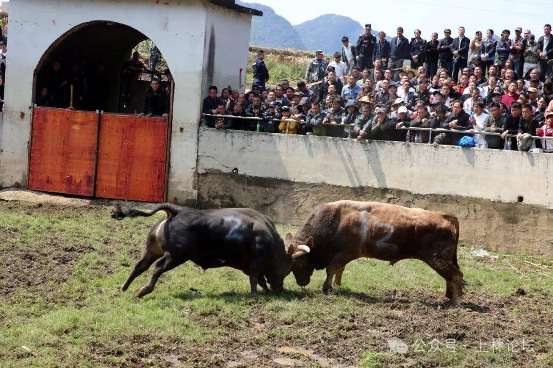燃爆了!今天(二月二)上林木山乡卢於春社民俗活动现场人山人海