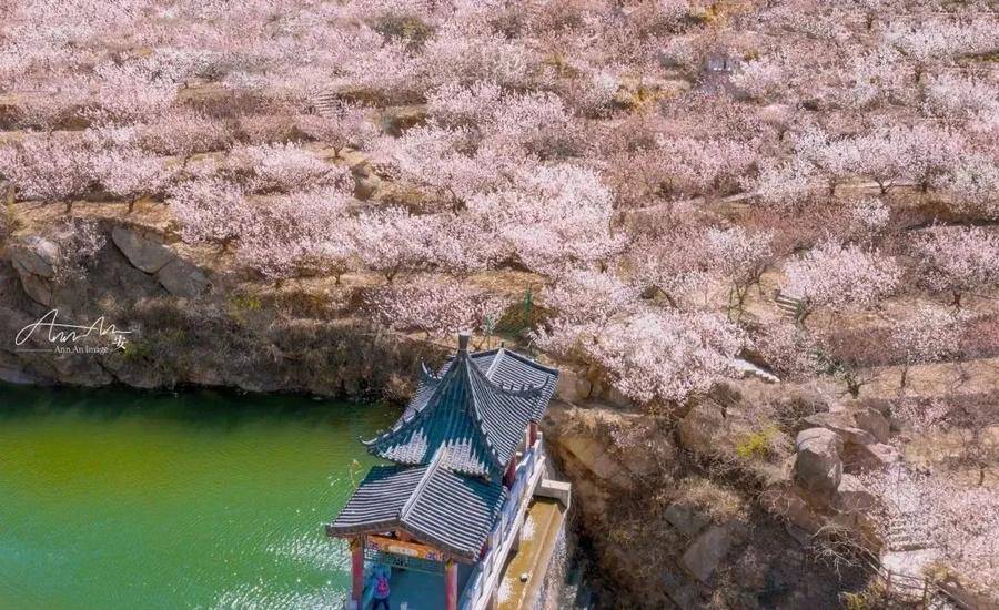 请收好这份山东花事地图_来源_济南_樱花