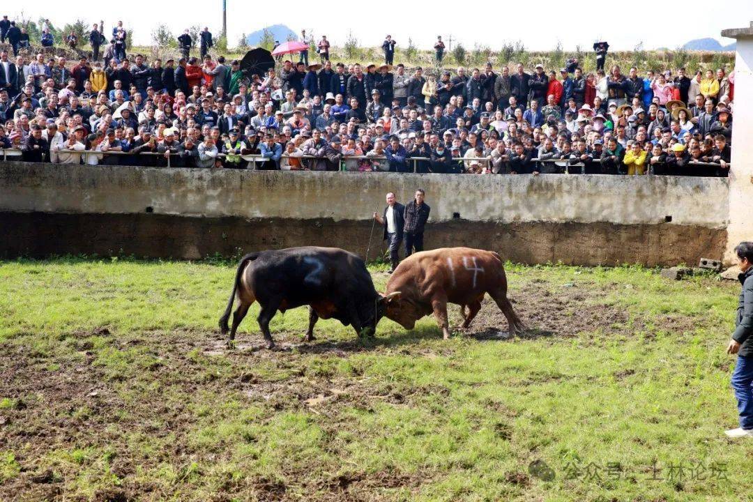 燃爆了!今天(二月二)上林木山乡卢於春社民俗活动现场人山人海